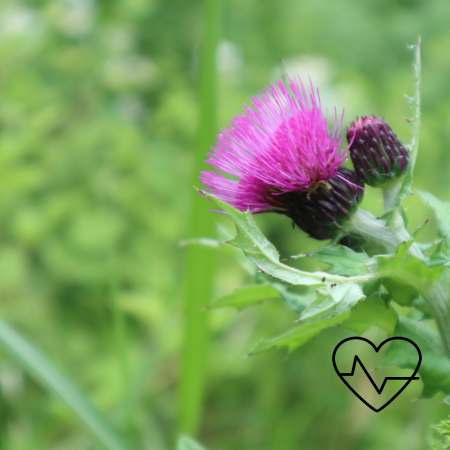 밀크시슬 스프라우트 효능, 복용법, 부작용 2 밀크시슬 스프라우트 효능 복용법 부작용