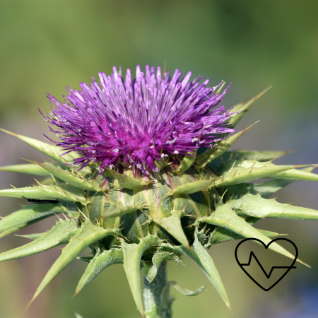 밀크시슬 스프라우트 효능, 복용법, 부작용 3 밀크시슬 스프라우트 효능 복용법 부작용3